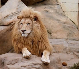 Obraz premium A lion is sitting on a stone..