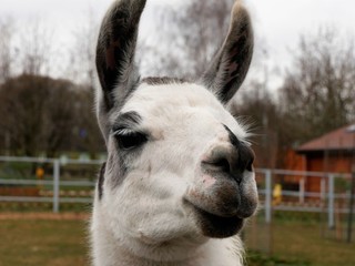 Fototapeta premium Llama head close up.