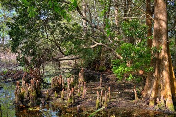 Swamp