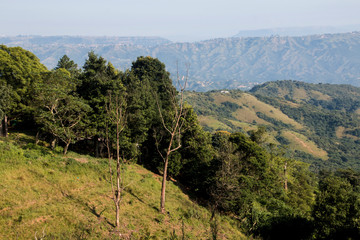 Steep Tree Covered Hillside Leading into Valley
