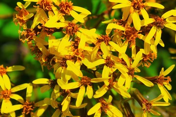 Yellow flowers in the garden