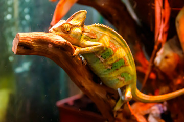 Green chameleon reptile sitting inside of terrarium