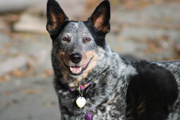 Australian Cattle Dog at Beach