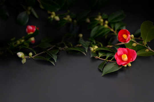 藪椿 Images Browse 193 Stock Photos Vectors And Video Adobe Stock