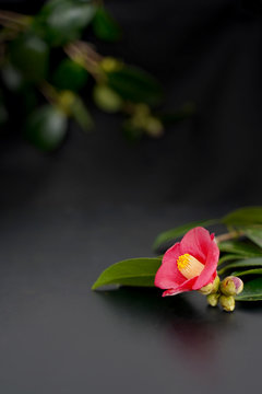 藪椿 Images Browse 193 Stock Photos Vectors And Video Adobe Stock