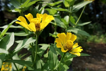 zinnia flower in the garden