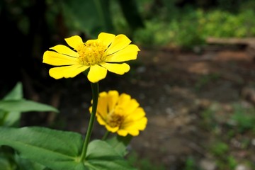 zinnia flower in the garden