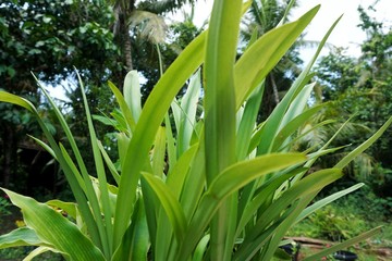 Obraz premium green plants in the garden