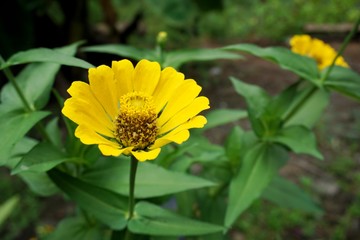 zinnia flower in the garden