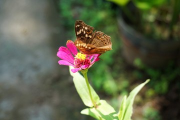 butterfly on a zinnia flower in the garden