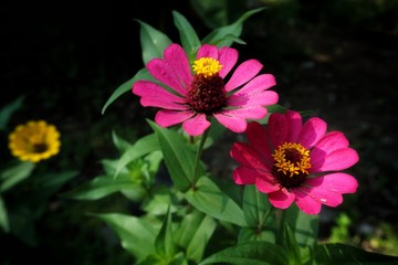 Obraz premium zinnia flower in the garden