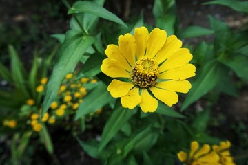 zinnia flowers in the garden