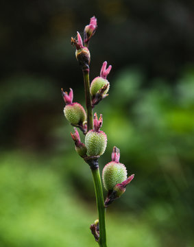 Wild flowers in Topes de Collantes national park, Cuba, central america