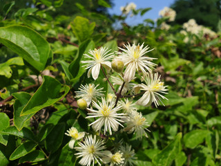 White flowers of Clematis or Clematis vitalba on a bush.