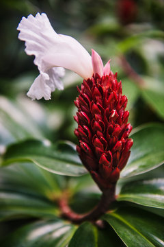 red ginger flower with white blossom, Vi&ntilde;ales Valley, Cuba, Central America