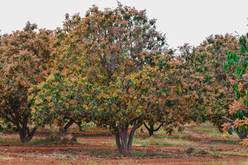 Fototapeta na wymiar Mango field,mango farm blue sky background ,retouching by adding sky background.mango garden and fruits,Agricultural (fram) concept,