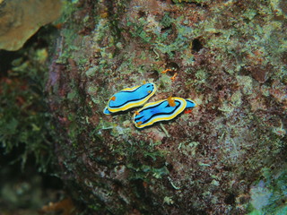 Fototapeta na wymiar The amazing and mysterious underwater world of Indonesia, North Sulawesi, Manado, sea slugs