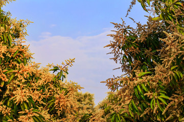 fresh mango,mango garden beautiful view,natural mango trees flowers and small fruits,mango brand and beautiful sky view,