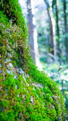 Close up green moss in the forest