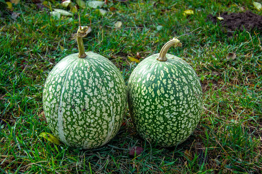 Cucurbita ficifolia squashes (fig-leaf gourd) on straw