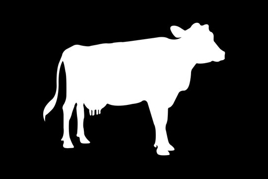Cow Silhouette On Black Background