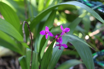 Flowers and Plants