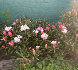 lush bush of spring blooming pink rhododendrons on a blurry background