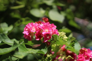 Obraz premium Flowers