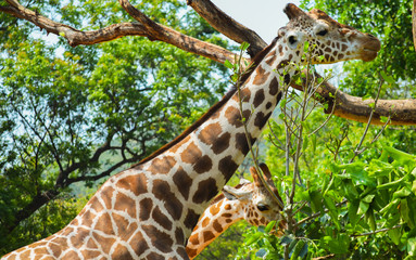 pair of giraffe