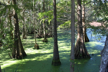 Swamp