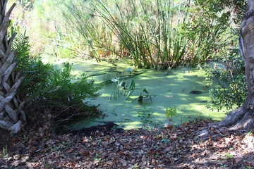 Swamp