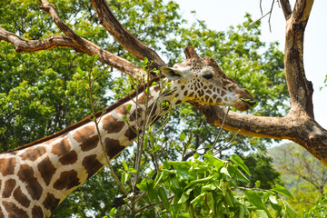 giraffe in forest