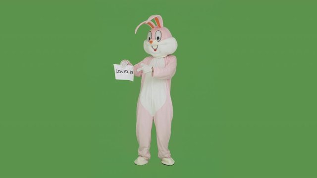 Easter Bunny is sad on chroma key, green screen. Easter rabbit holds shows poster with covid-19, coronavirus, virus, microb. Bunny missed easter