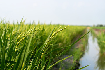 Closeup of green rice in the rice fields in Thailand
