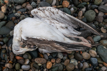 dead seagull on a pebble beach