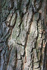 texture of tree bark