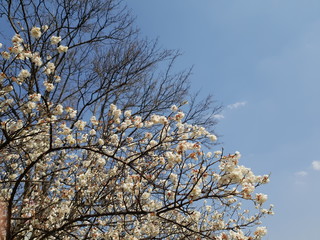 파란 하늘과 아름다운 목련화