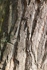 texture of tree bark