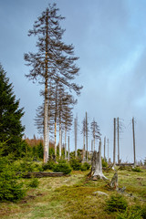 Abgestorbene Bäume am Aufstieg zum 