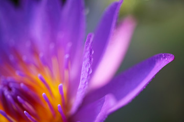 Close up shot of beautiful purple lotus petals, covered with crystal clear dew drops