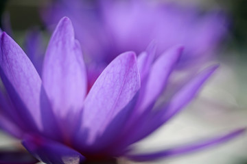 Close up of purple beautiful lotus petals