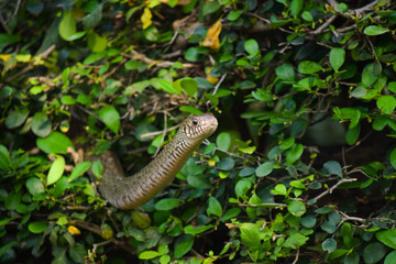 snake on a jungle tree