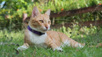 Domestic  red short-haired cat go away after relaxing in green grass outdoor