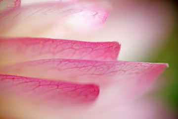 Close-up shot of pink beautiful lotus petals, you can see the clear vein texture