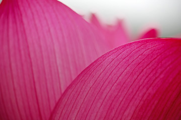 Close-up shot of pink beautiful lotus petals, you can see the clear vein texture