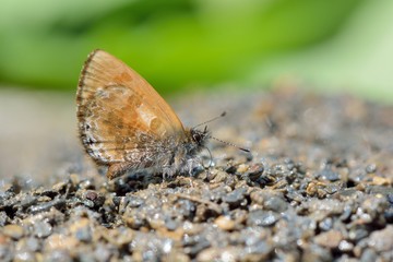 Butterfly from the Taiwan (Orthomiella rantaizana) Una rantaizana butterfly in water