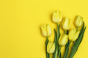 Spring flowerы of tulip on yellow backdrop. Natural flowery background with spring blossom tulipы. Top view with copy space.