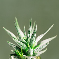 Evergreen succulent haworthia close up on green background. Natural aloe plant growing in small pot. Selective focus.