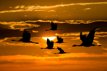 flight of cranes at sunset. Migrating birds in front of the sun.