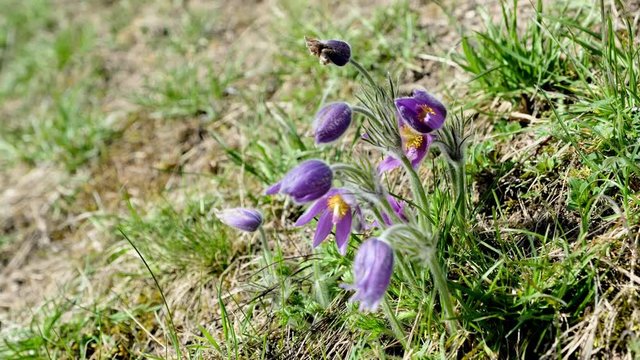 Pulsatilla vulgaris K&uuml;chenschelle, Kuhschelle  einzeln bl&uuml;hend an einem Trockenhang